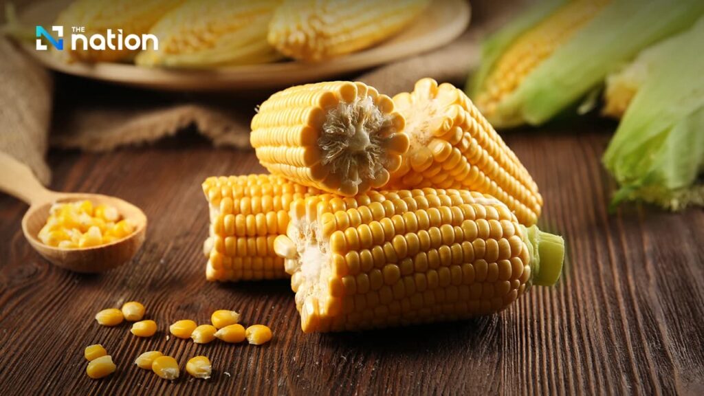 泰國飼料玉米進口上路「禁燒」認證 WTO配額擴至百萬噸 泰國自2026年1月起要求進口飼料玉米須具「禁燒」來源證明,以降低農業燃燒造成的PM2.5風險。圖/翻攝自《民族報》(The Nation Thailand)