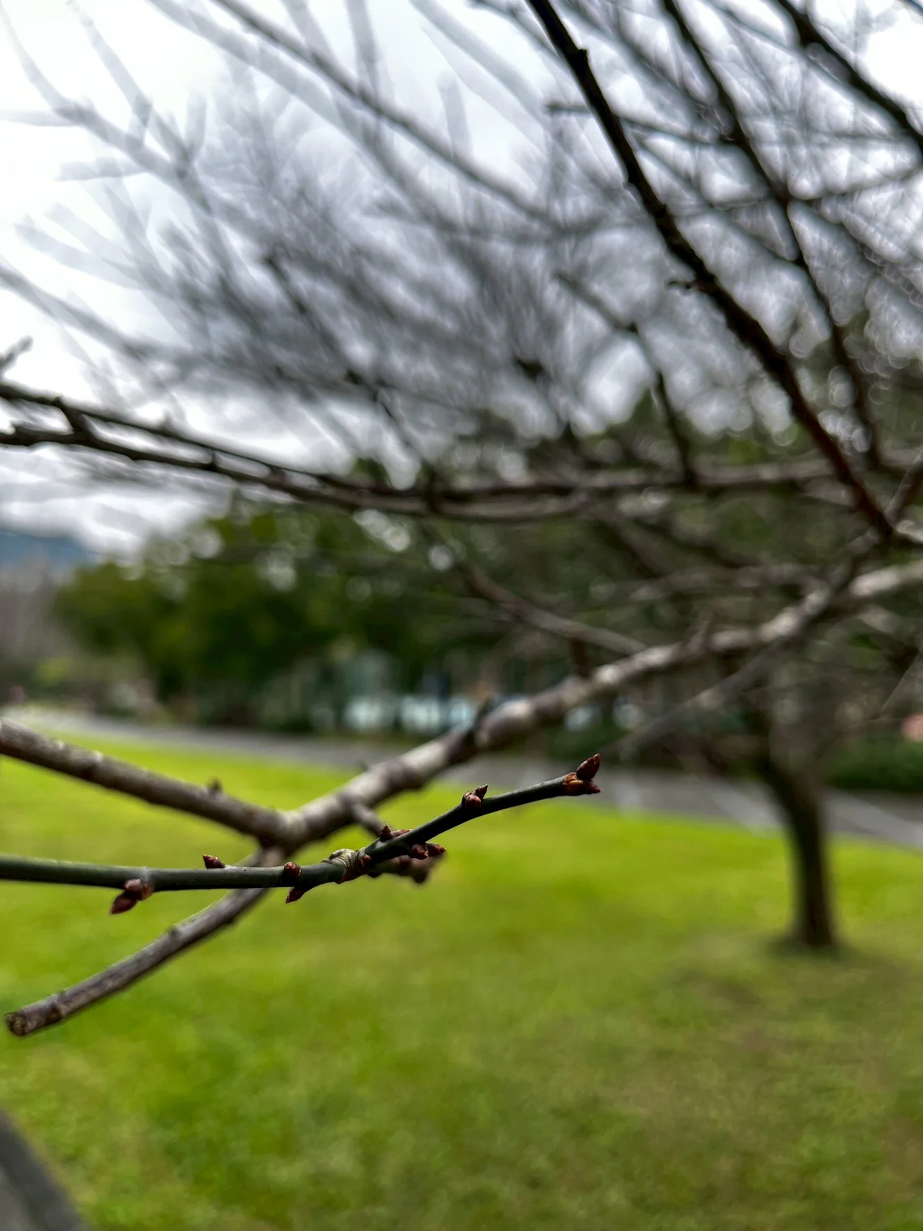 花信已至 南港公園梅花陸續綻放邀您共賞 花信已至 南港公園梅花陸續綻放邀您共賞