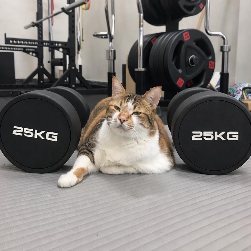 台南銀髮族健身房|專業體能訓練幫助術後康復、維持肌力 台南銀髮族健身房|專業體能訓練幫助術後康復、維持肌力