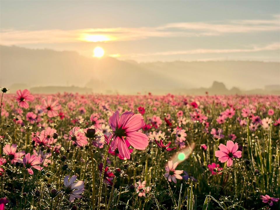 百花盛開的國度　彰化縣花海美景結合農遊體驗迎接全國遊客