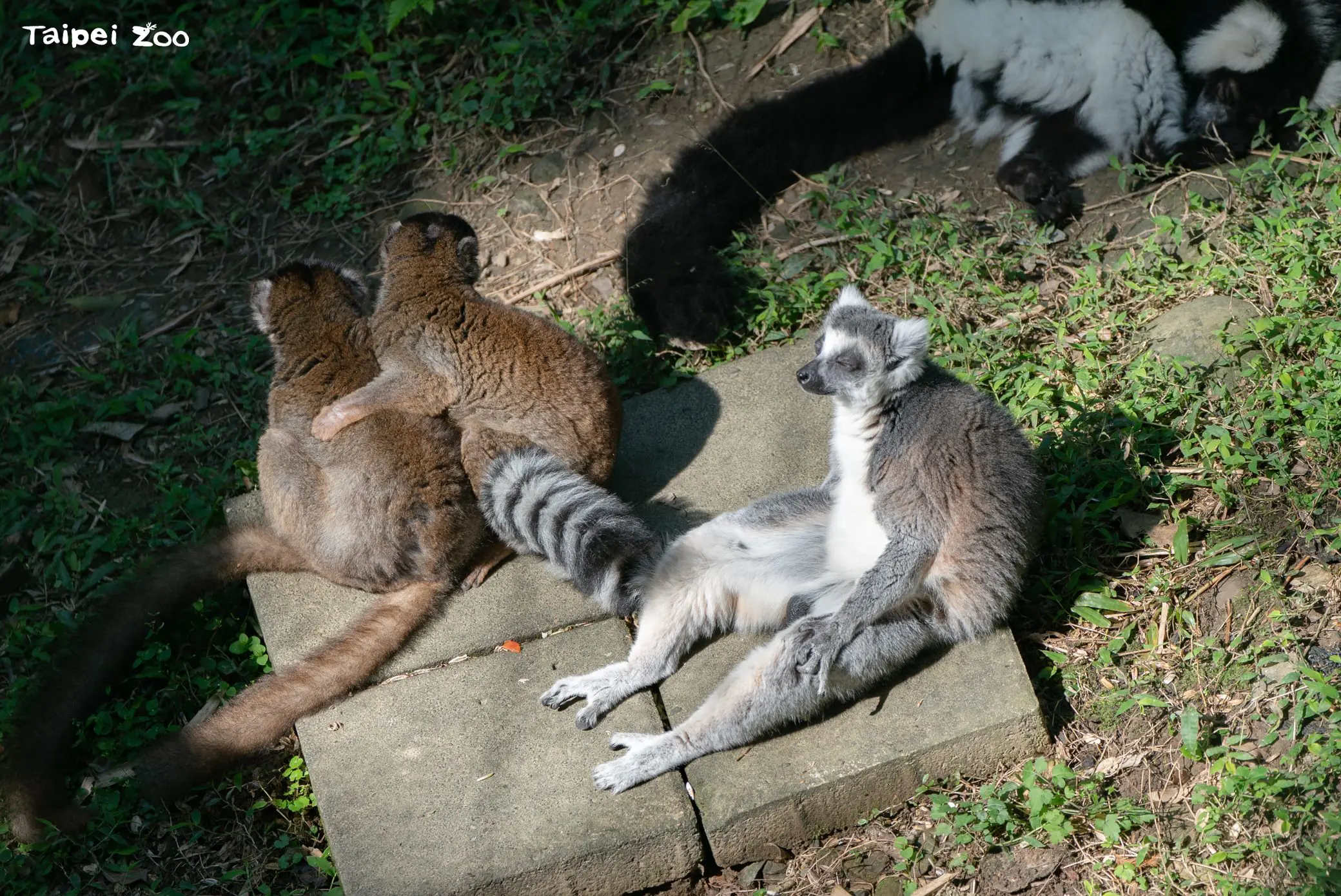 團抱毛球拜日頭?狐猴們的冬日幸福日光浴 團抱毛球拜日頭?狐猴們的冬日幸福日光浴