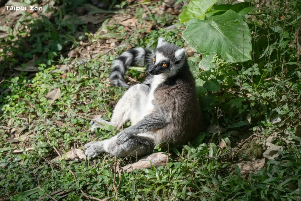團抱毛球拜日頭?狐猴們的冬日幸福日光浴 團抱毛球拜日頭?狐猴們的冬日幸福日光浴