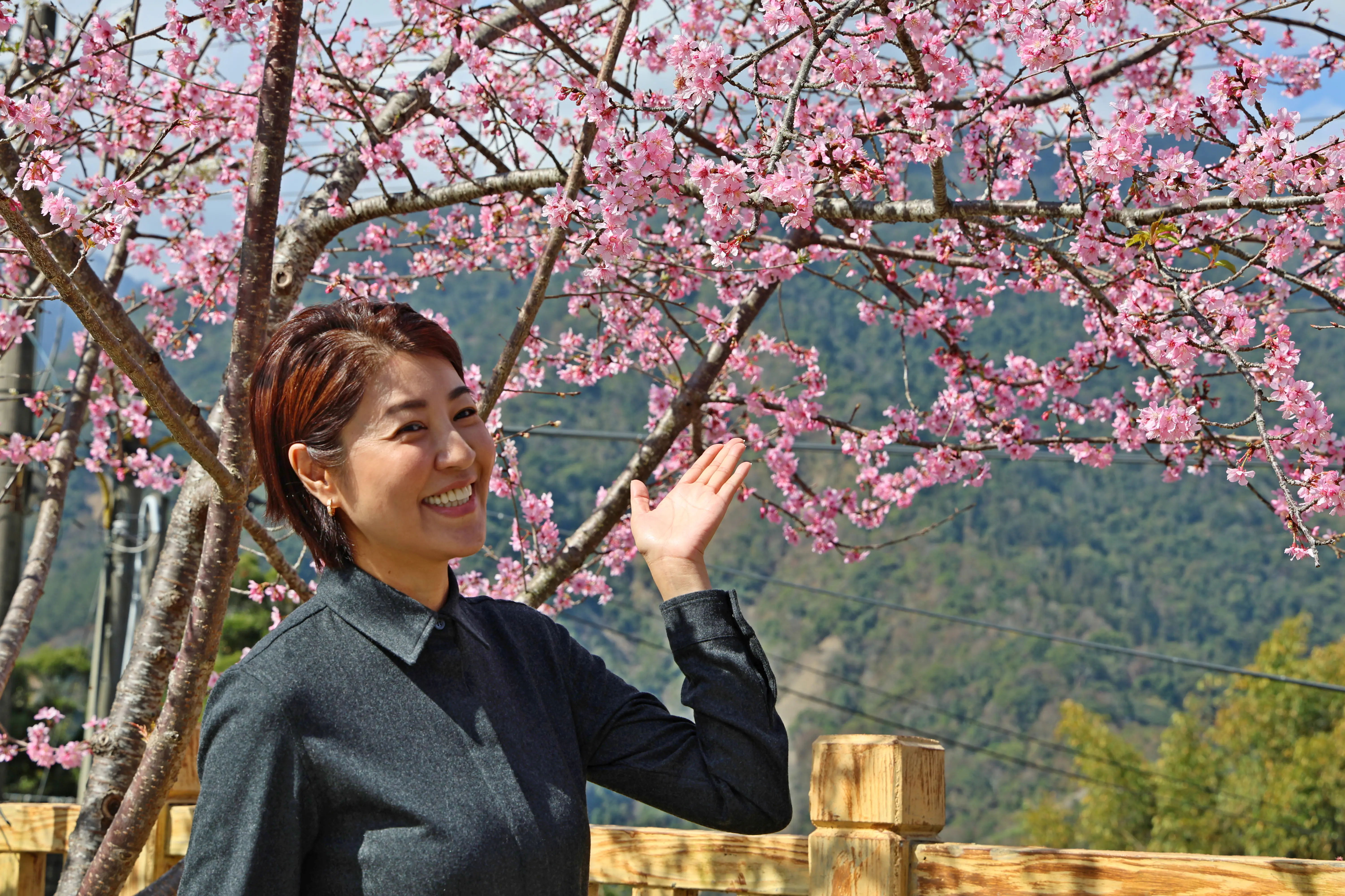 最美茶鄉櫻花季登場！信義草坪頭4,000棵櫻花迎賓　縣長許淑華邀您春節來南投賞花、泡湯、看燈會