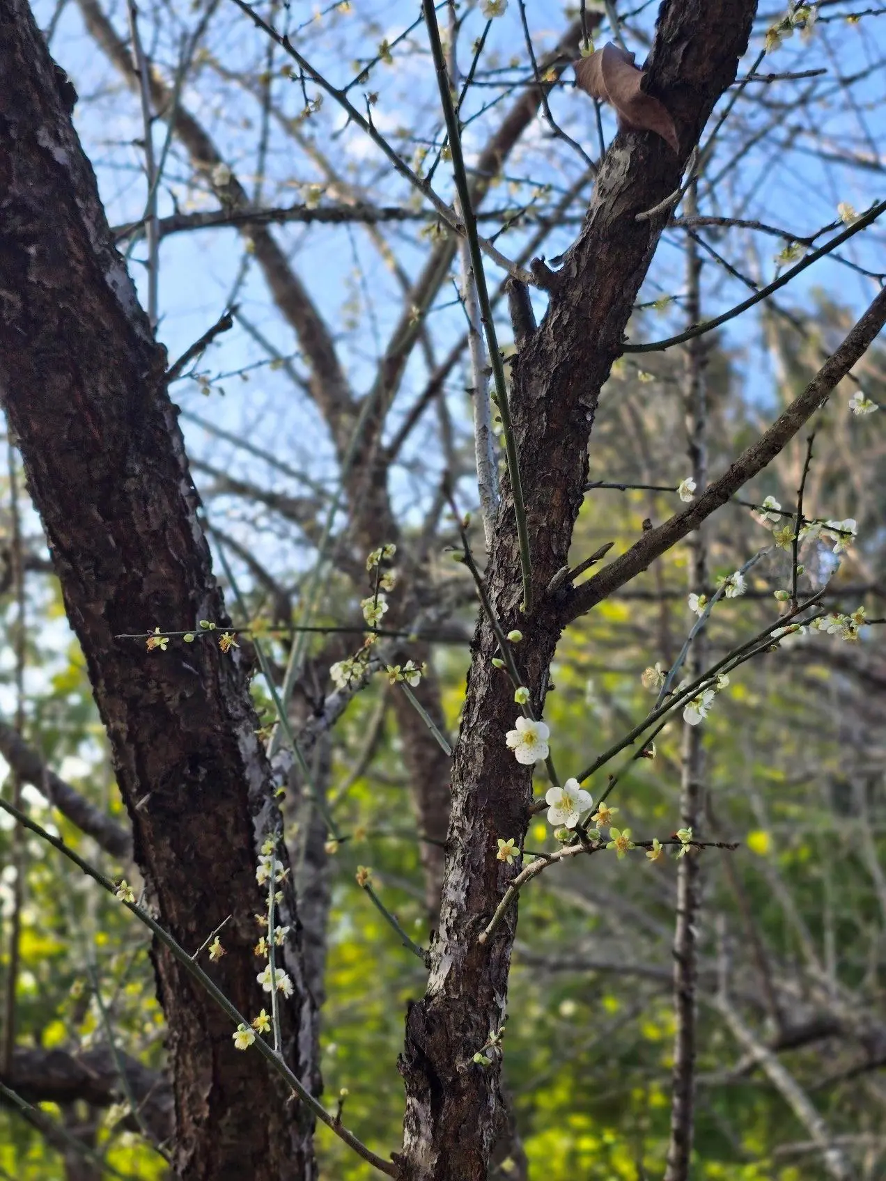 花信已至 南港公園梅花陸續綻放邀您共賞 花信已至 南港公園梅花陸續綻放邀您共賞
