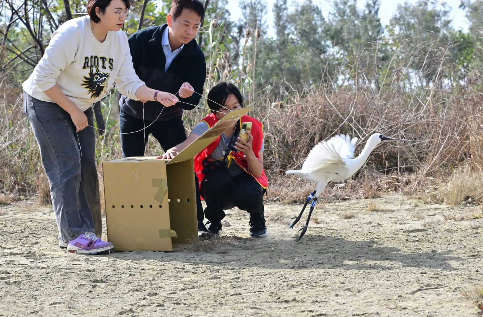 黑面琵鷺中毒獲救 嘉義縣跨單位救傷治療完成野放 黑面琵鷺中毒獲救 嘉義縣跨單位救傷治療完成野放