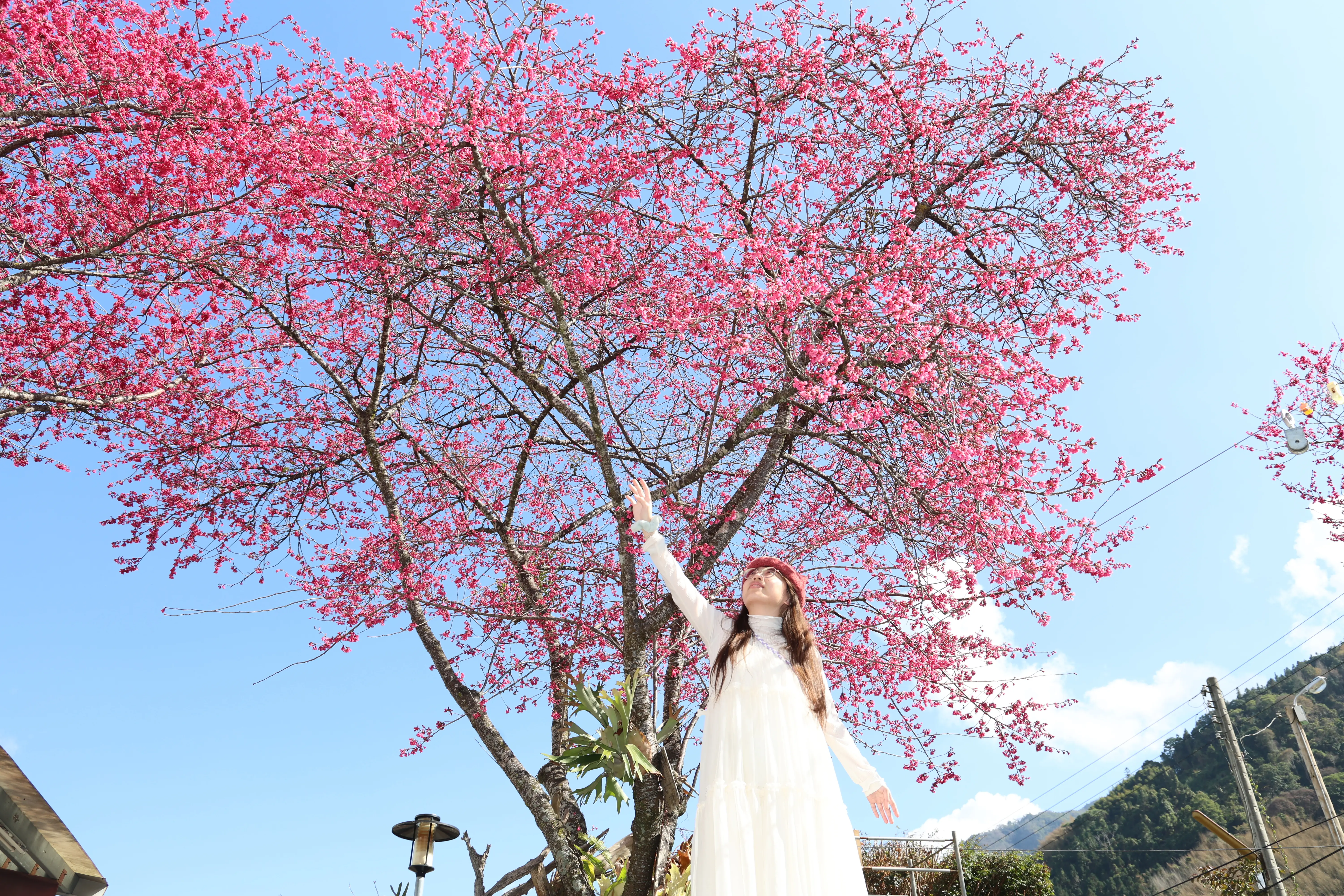 最美茶鄉櫻花季登場！信義草坪頭4,000棵櫻花迎賓　縣長許淑華邀您春節來南投賞花、泡湯、看燈會