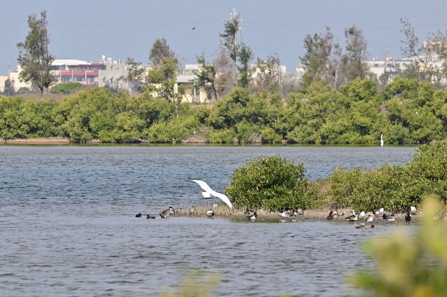 黑面琵鷺中毒獲救 嘉義縣跨單位救傷治療完成野放 黑面琵鷺中毒獲救 嘉義縣跨單位救傷治療完成野放