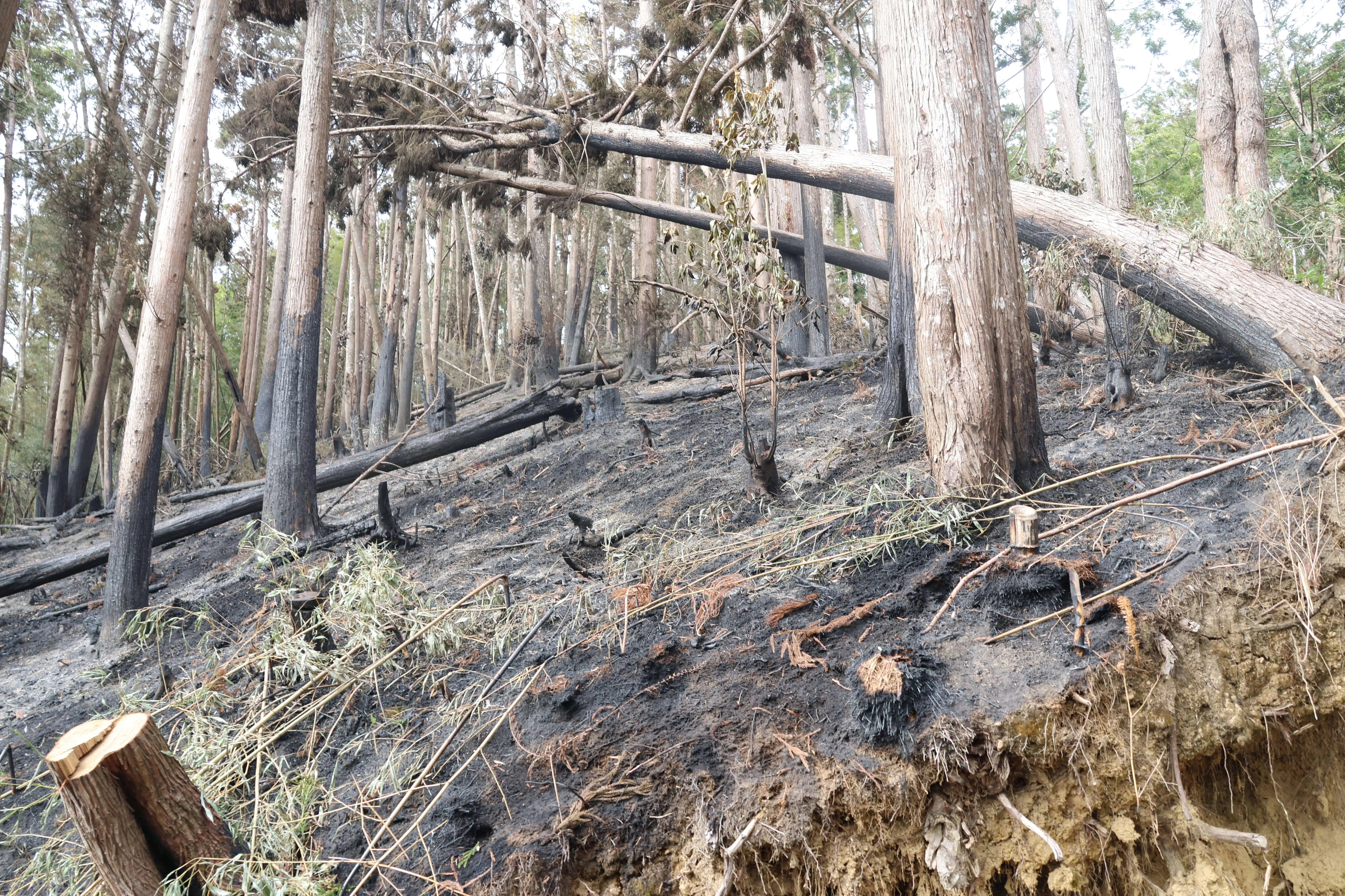 張麗善縣長率隊勘查草嶺山林火警 指示建置蓄水系統及消防管線 強化救災量能 張麗善縣長率隊勘查草嶺山林火警 指示建置蓄水系統及消防管線 強化救災量能