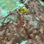 台北市信義區公寓外牆除樹工程施工