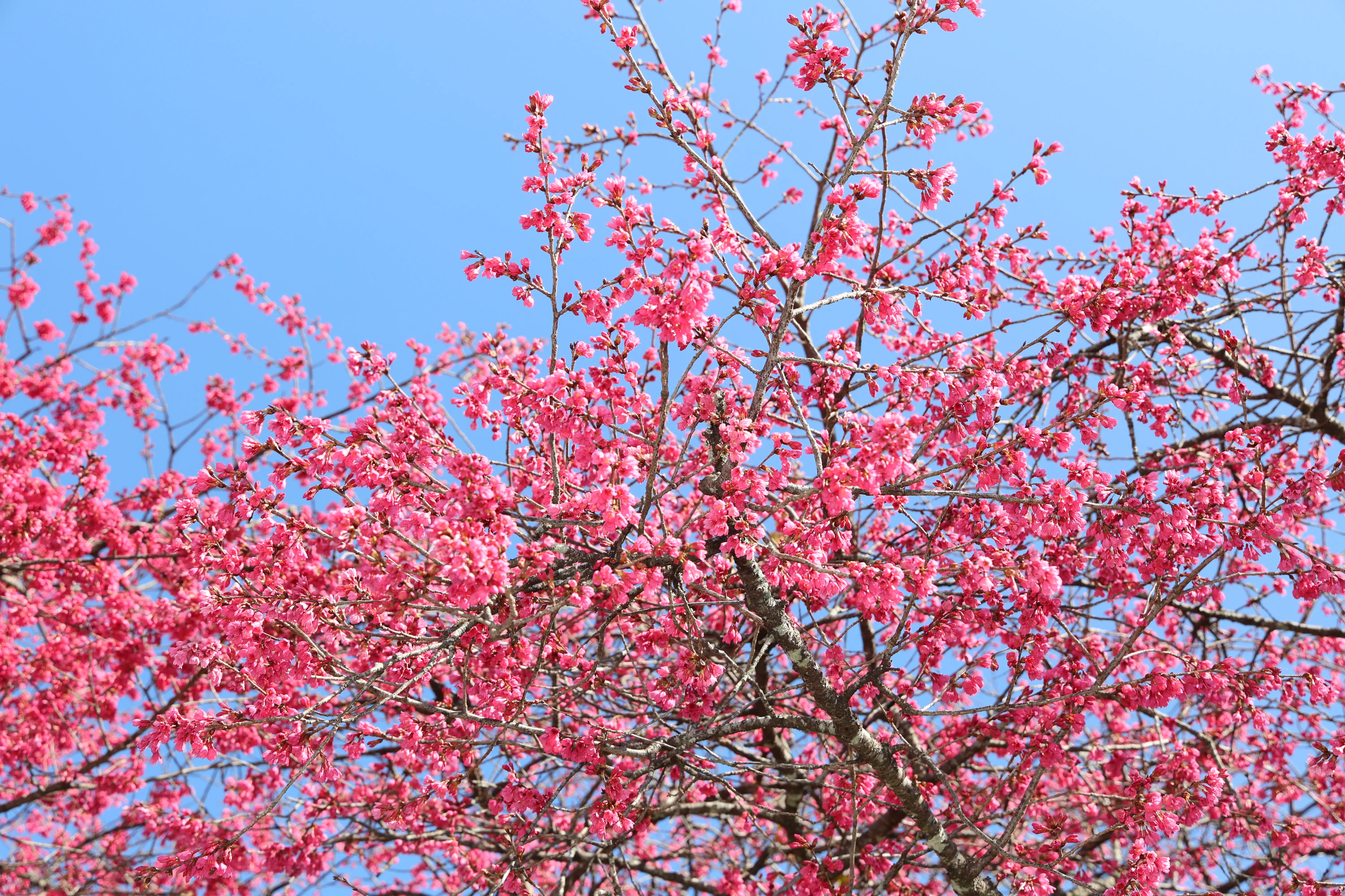最美茶鄉櫻花季登場！信義草坪頭4,000棵櫻花迎賓　縣長許淑華邀您春節來南投賞花、泡湯、看燈會