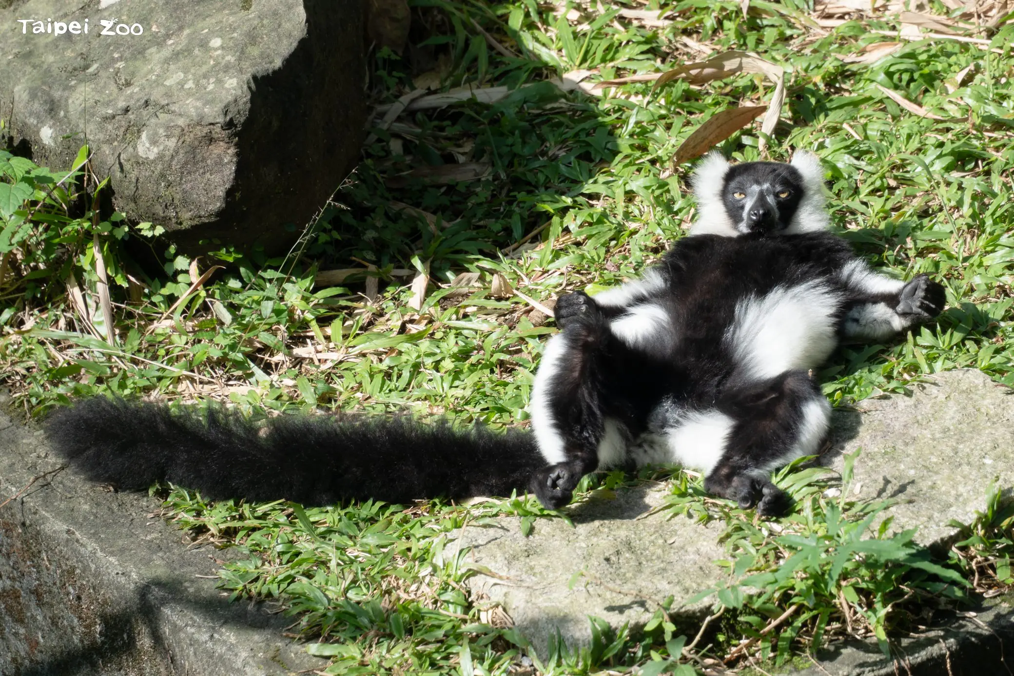 團抱毛球拜日頭?狐猴們的冬日幸福日光浴 團抱毛球拜日頭?狐猴們的冬日幸福日光浴