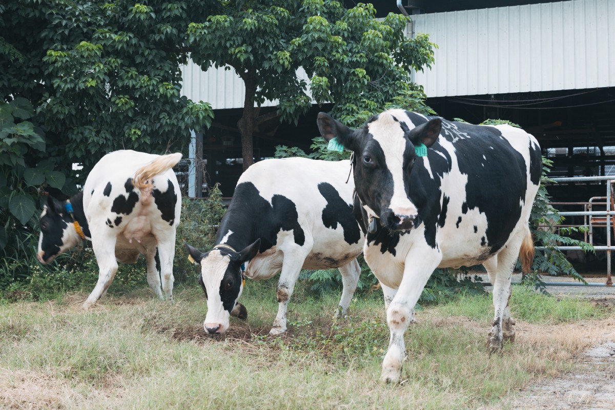 從牧場到餐桌的堅持 吉力家推出「福爾摩沙小農保久乳」與「一顆雞蛋布丁」 為台灣酪農闢永續之路 從牧場到餐桌的堅持 吉力家推出「福爾摩沙小農保久乳」與「一顆雞蛋布丁」 為台灣酪農闢永續之路