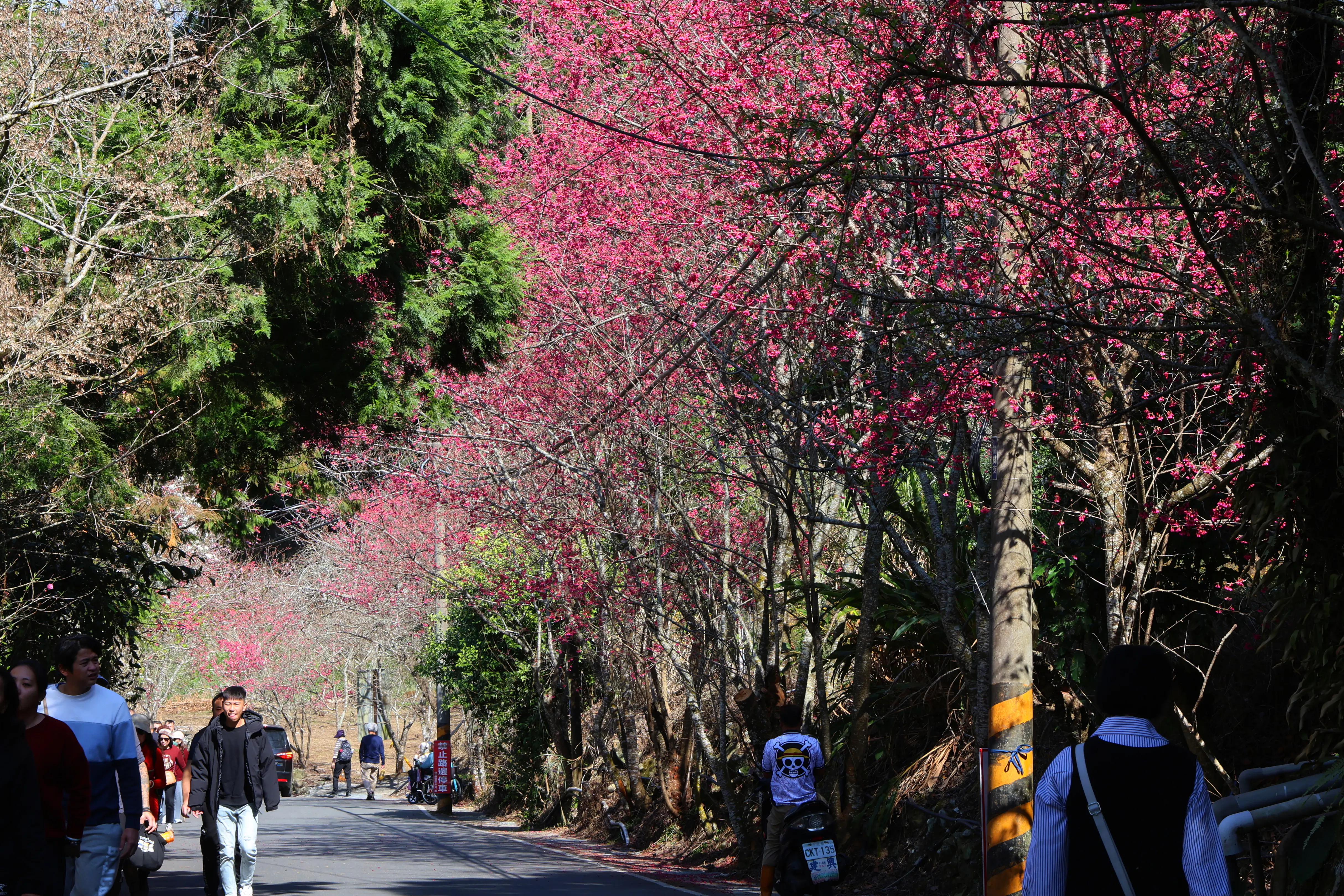 最美茶鄉櫻花季登場！信義草坪頭4,000棵櫻花迎賓　縣長許淑華邀您春節來南投賞花、泡湯、看燈會