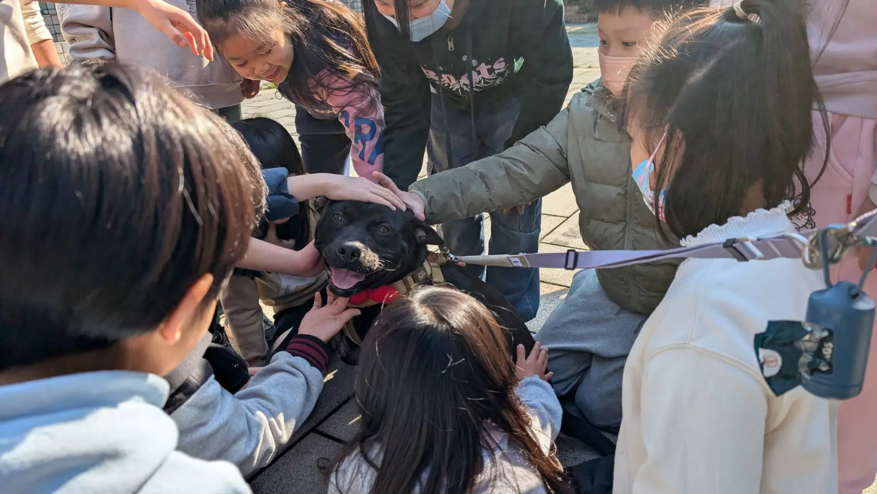 湖田實小三肢校犬「安生」進駐校長室　打造校園溫暖生命教育