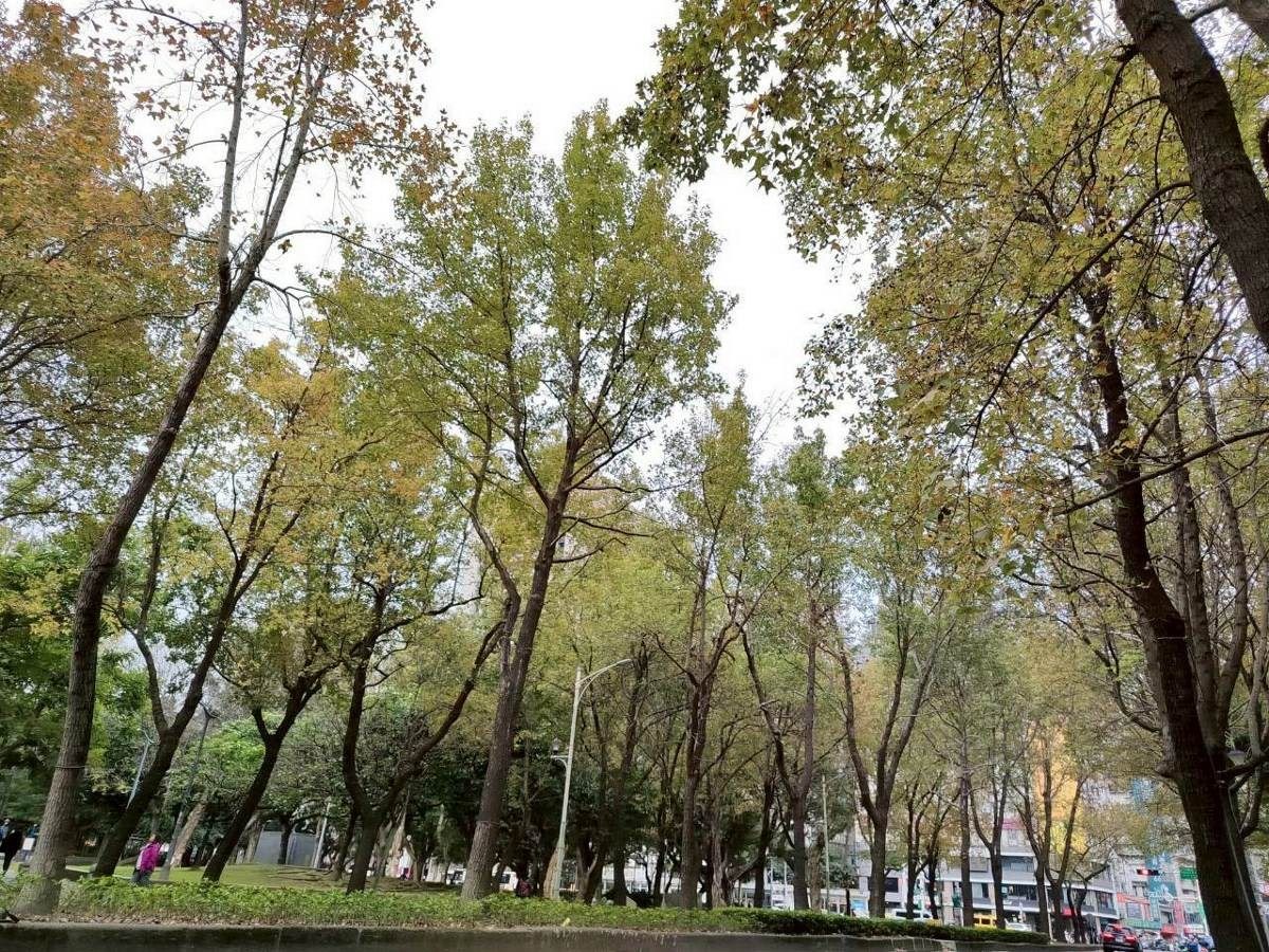 冬天裡的一把火 北市楓香染紅迎新年 冬天裡的一把火 北市楓香染紅迎新年