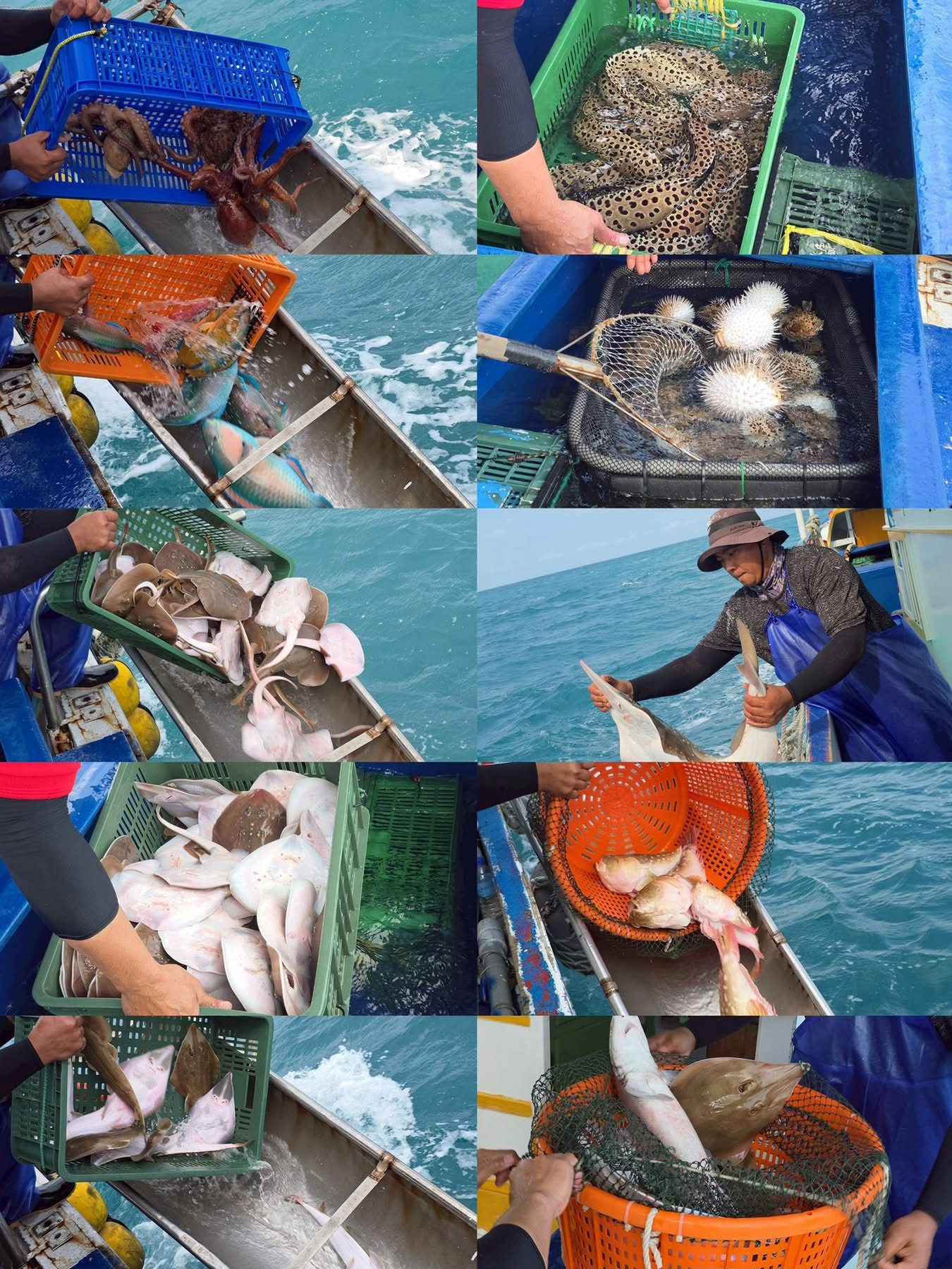 阿彌陀佛聖誕 × 敏林堪千法王壽辰;關於「放生」、修行與生命的真正意義 阿彌陀佛聖誕 × 敏林堪千法王壽辰;關於「放生」、修行與生命的真正意義