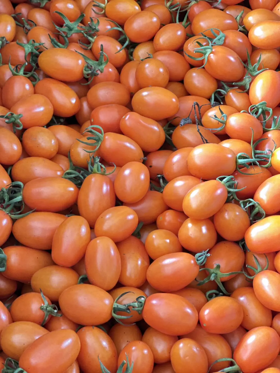 從味蕾走進文化現場 銀髮族協會攜手日本長宿協會走讀高雄一日遊 從味蕾走進文化現場 銀髮族協會攜手日本長宿協會走讀高雄一日遊