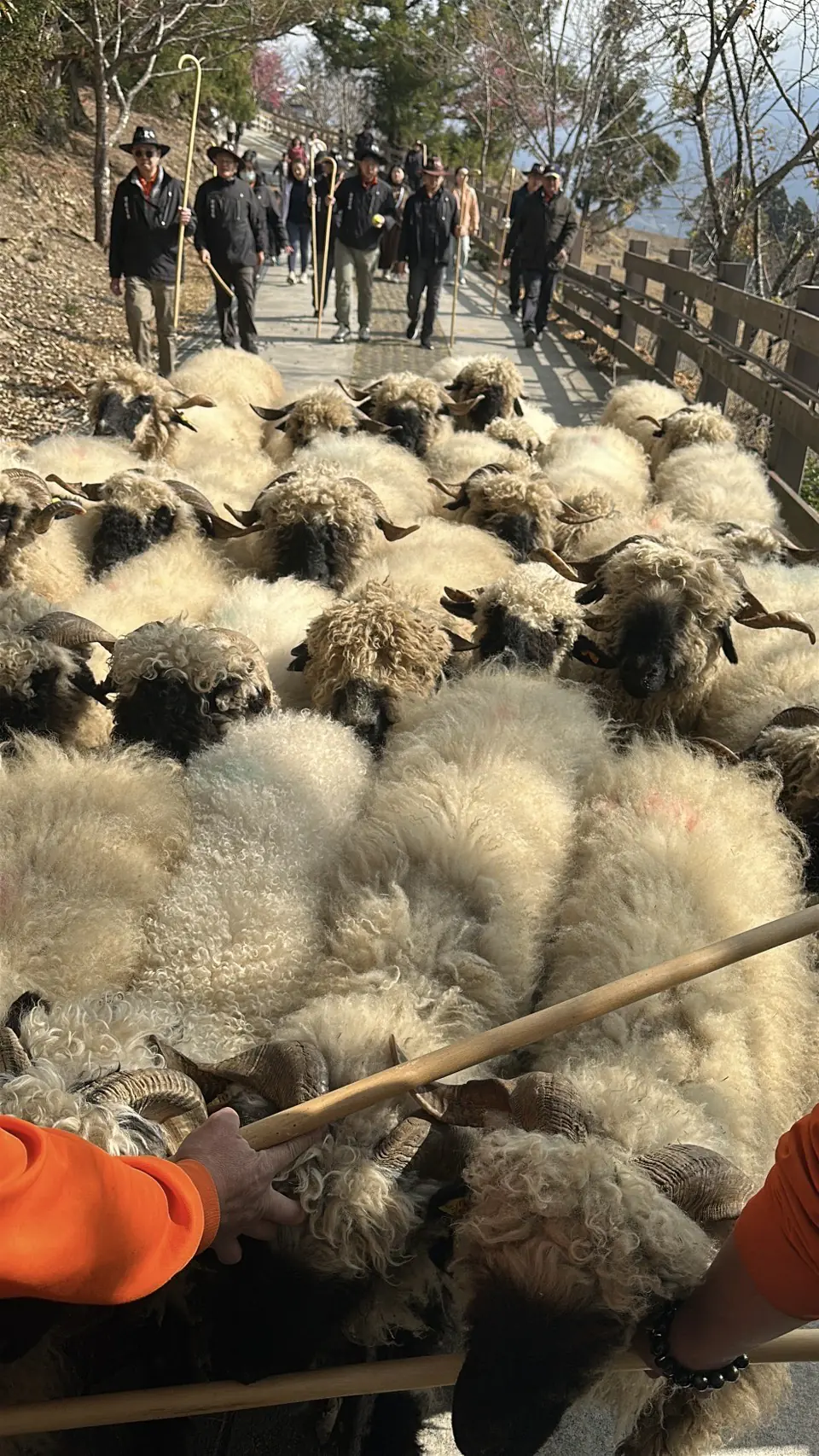 百羊奔騰迎新春 清境農場「奔羊節」即將熱鬧登場 百羊奔騰迎新春 清境農場「奔羊節」即將熱鬧登場