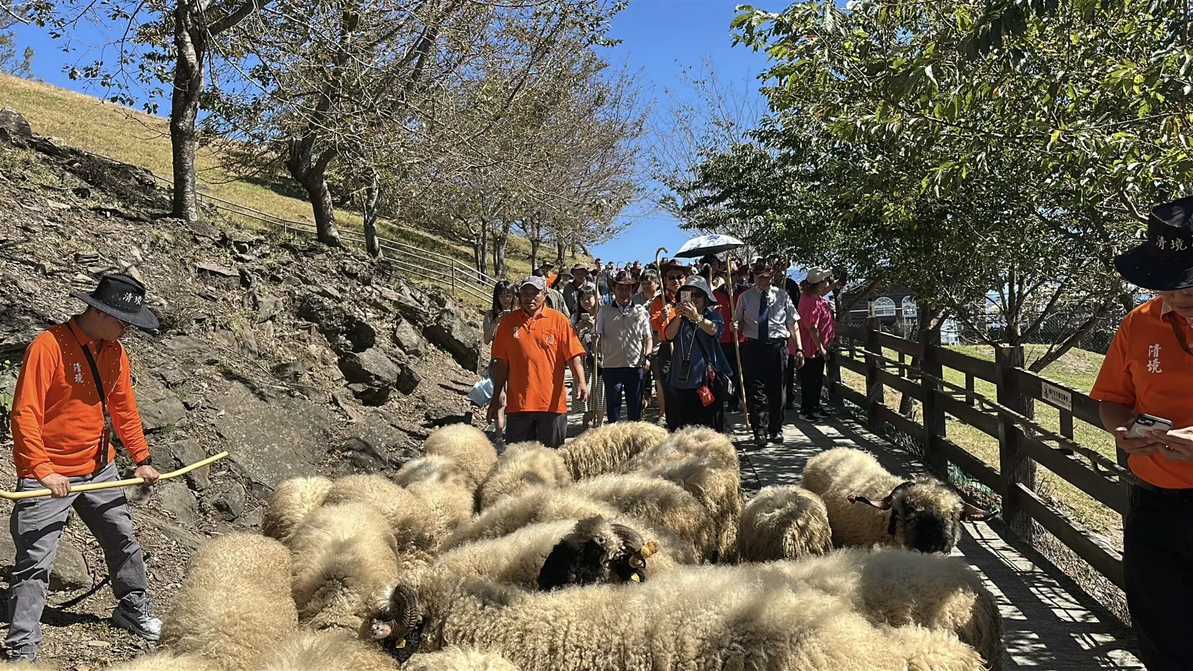 百羊奔騰迎新春 清境農場「奔羊節」即將熱鬧登場 百羊奔騰迎新春 清境農場「奔羊節」即將熱鬧登場