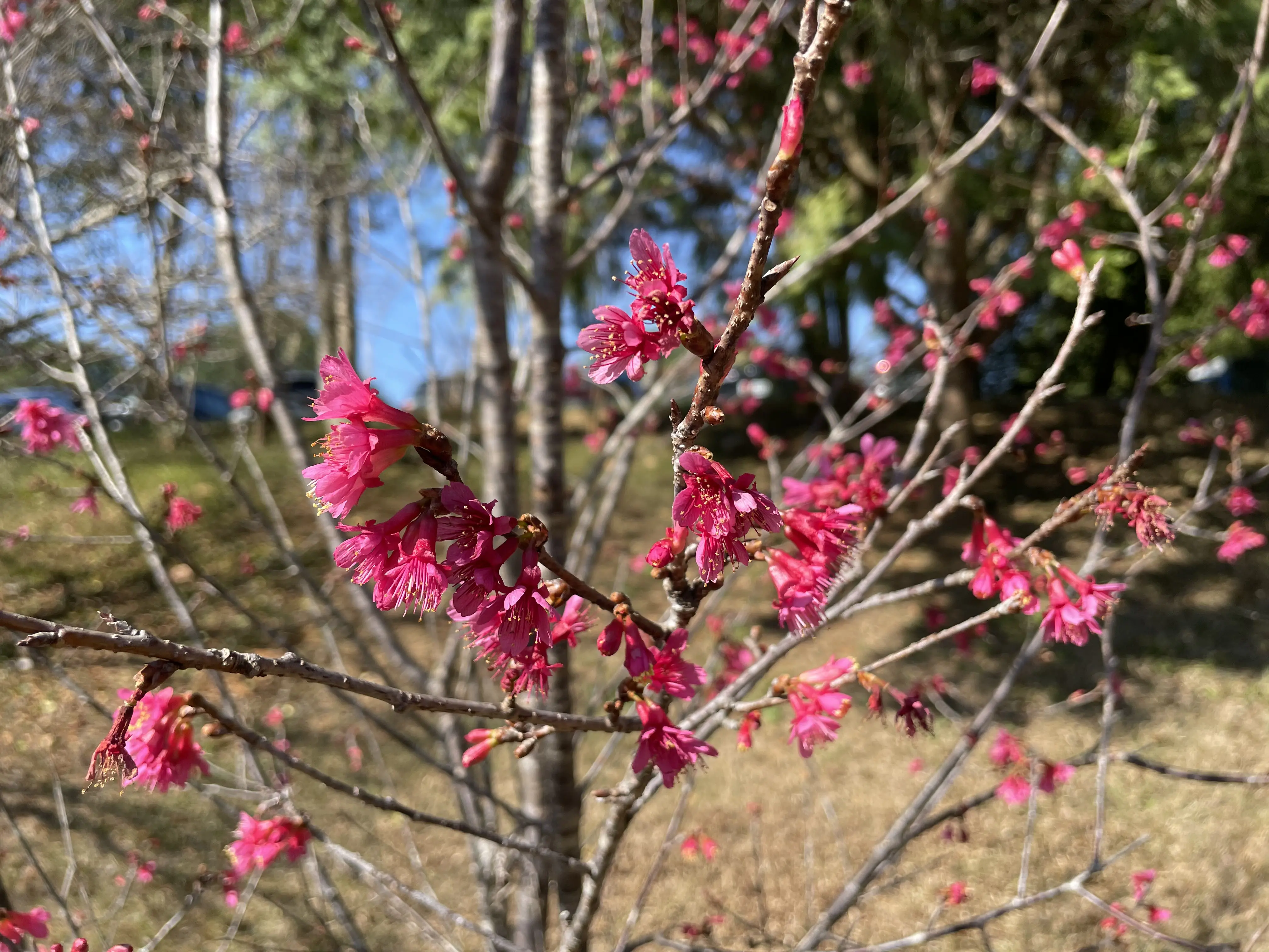 櫻花樹下的文化盛宴浪漫登場 暨大櫻花季起跑 首推「神獸御守」並攜手37所高中締盟共好 櫻花樹下的文化盛宴浪漫登場 暨大櫻花季起跑 首推「神獸御守」並攜手37所高中締盟共好