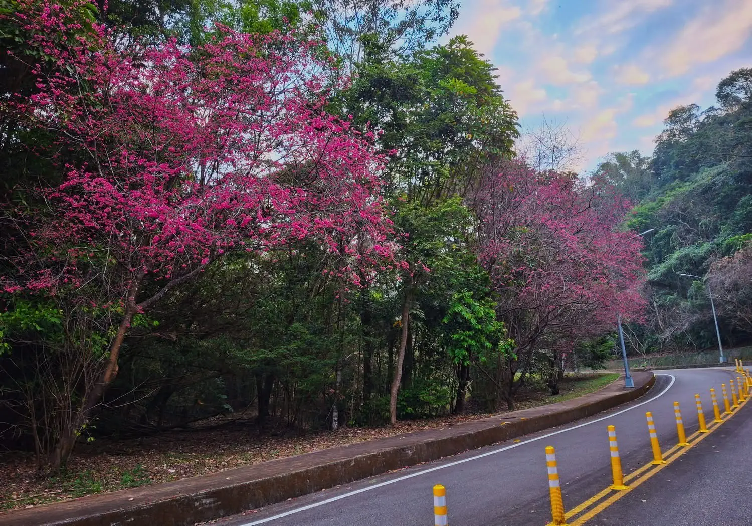 櫻花樹下的文化盛宴浪漫登場 暨大櫻花季起跑 首推「神獸御守」並攜手37所高中締盟共好 櫻花樹下的文化盛宴浪漫登場 暨大櫻花季起跑 首推「神獸御守」並攜手37所高中締盟共好