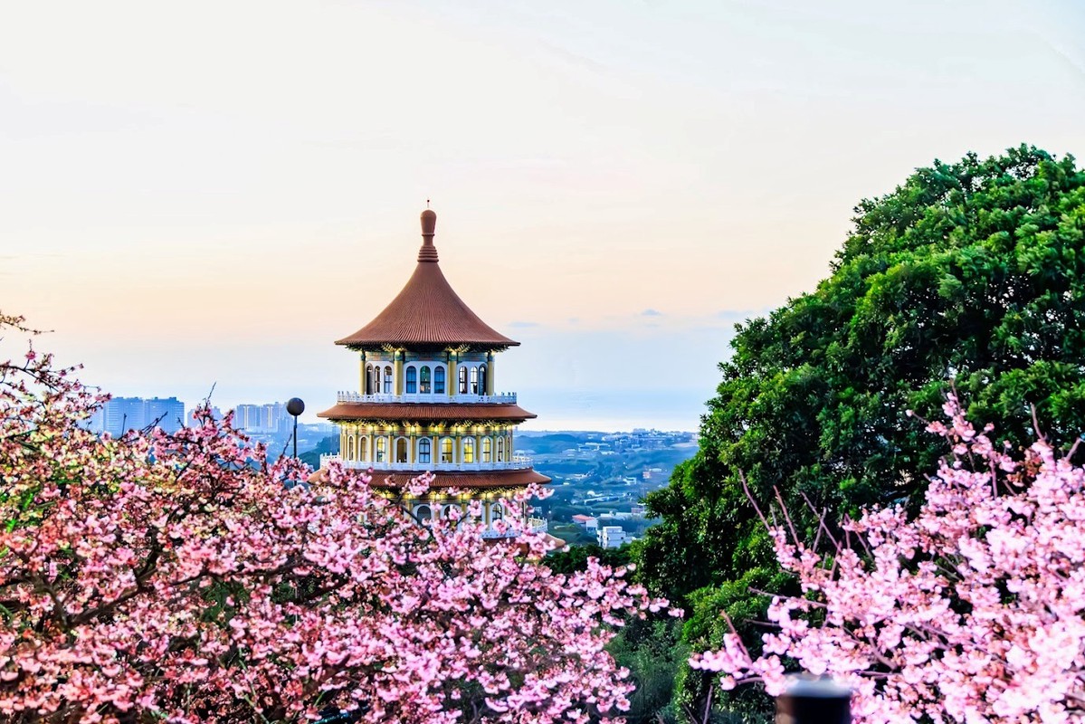 新北春櫻逐一綻放 花見櫻花季將於天元宮登場 必遊必吃必看重點搶先報 新北春櫻逐一綻放 花見櫻花季將於天元宮登場 必遊必吃必看重點搶先報