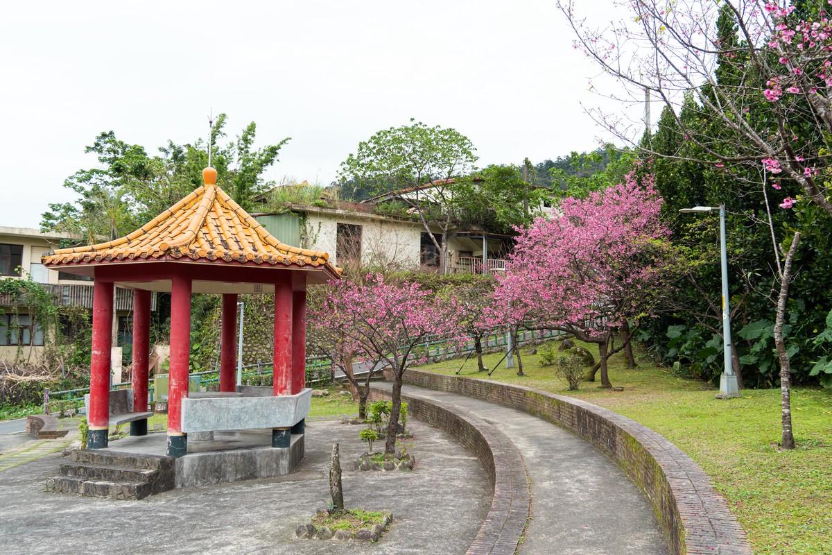新北春櫻逐一綻放 花見櫻花季將於天元宮登場 必遊必吃必看重點搶先報 新北春櫻逐一綻放 花見櫻花季將於天元宮登場 必遊必吃必看重點搶先報