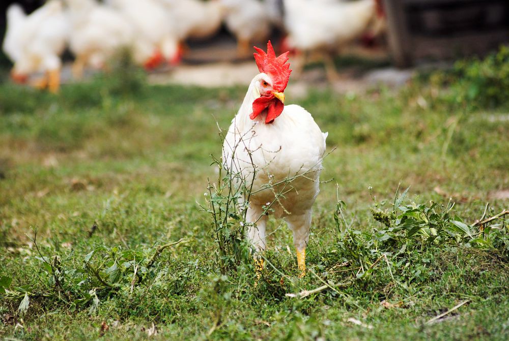 終結「雄性雛雞撲殺」爭議 日本 AI 蛋殼鑑定技術精準率達 97% 產蛋產業鏈迎來 ESG 數位轉型 終結「雄性雛雞撲殺」爭議 日本 AI 蛋殼鑑定技術精準率達 97% 產蛋產業鏈迎來 ESG 數位轉型