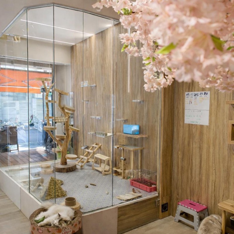 台中北區龍貓主題茶飲:在茶香中與龍貓和貓咪共享不打擾的療癒時光 台中北區龍貓主題茶飲:在茶香中與龍貓和貓咪共享不打擾的療癒時光