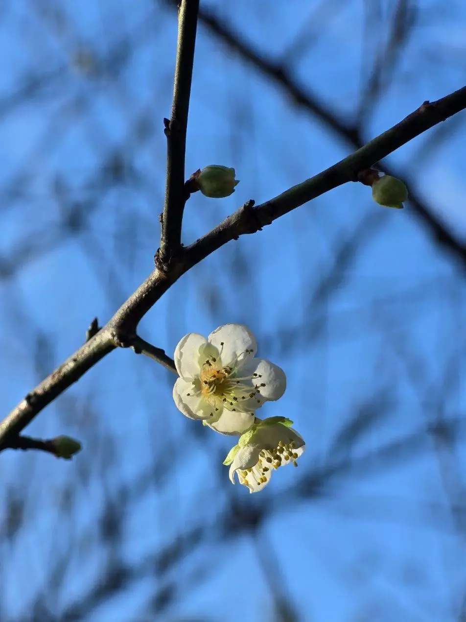 花信已至 南港公園梅花陸續綻放邀您共賞 花信已至 南港公園梅花陸續綻放邀您共賞