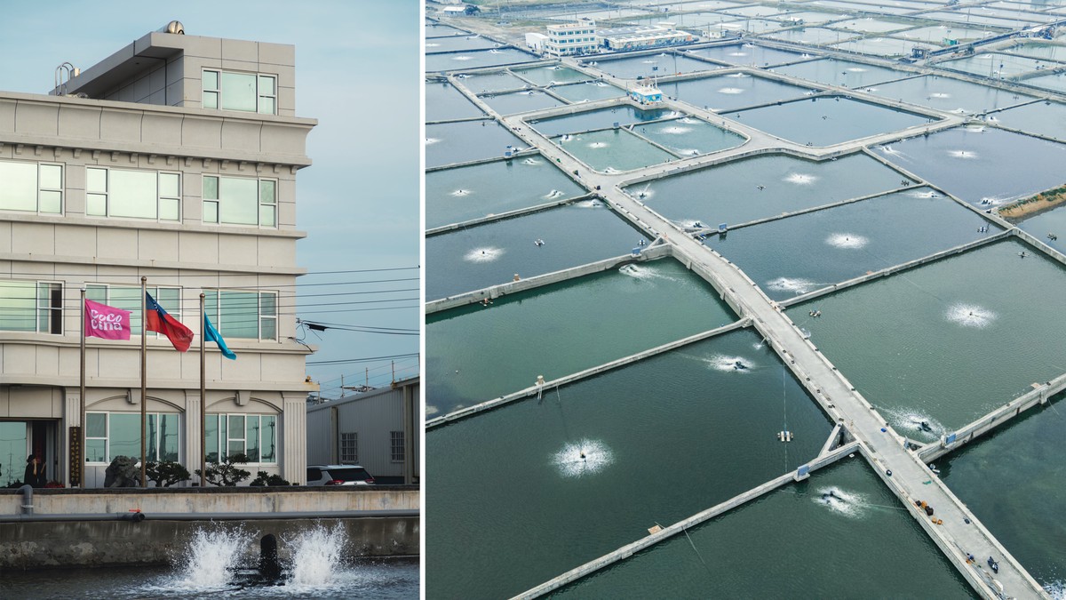 台灣水產養殖新革命！Cococina 導入獨家「LNG 鑽石水」系統，打造歐盟級鮮美海味