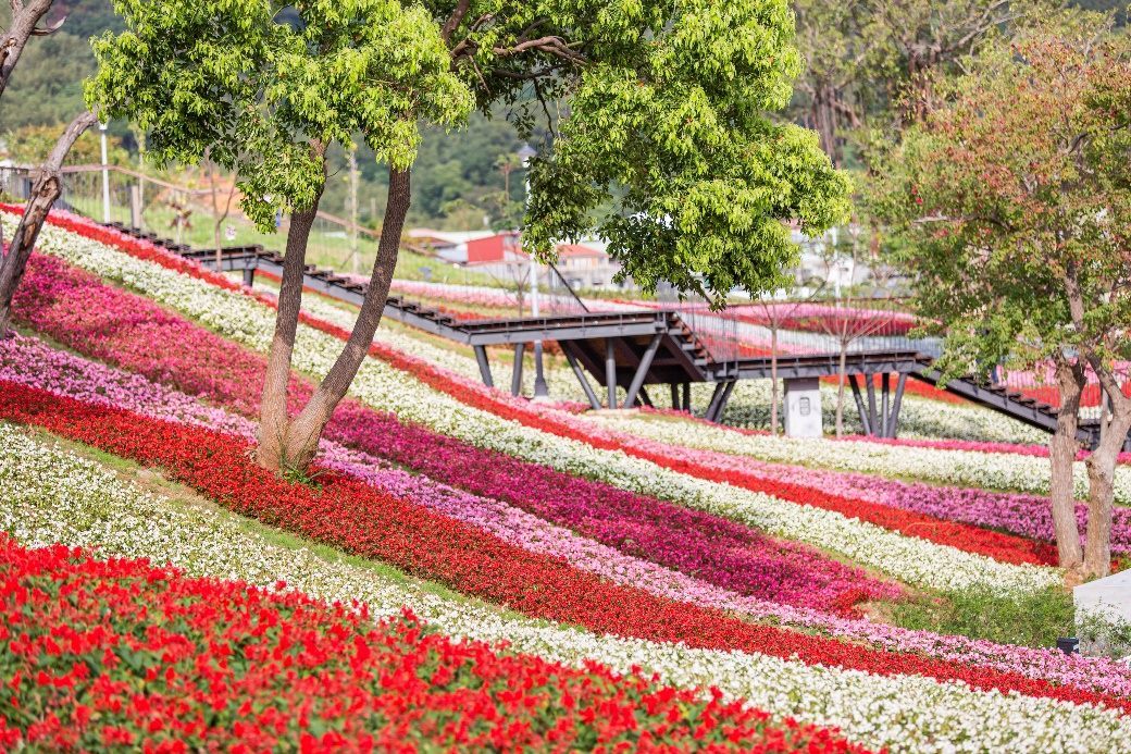 三層崎花海將登場 兩公園串聯打造更大更美賞花路線 三層崎花海將登場 兩公園串聯打造更大更美賞花路線