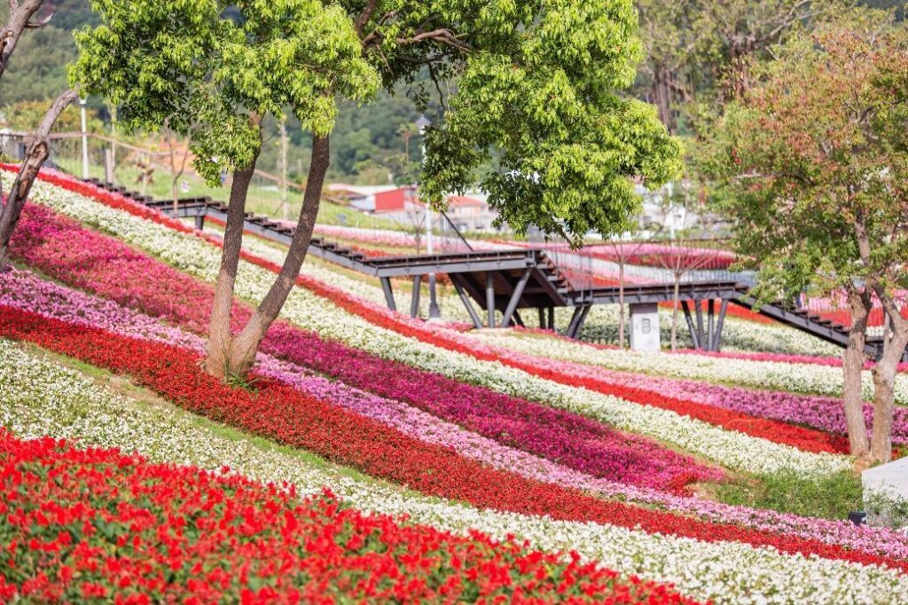 三層崎花海將登場! 兩公園串聯打造更大更美賞花路線 三層崎花海將登場! 兩公園串聯打造更大更美賞花路線