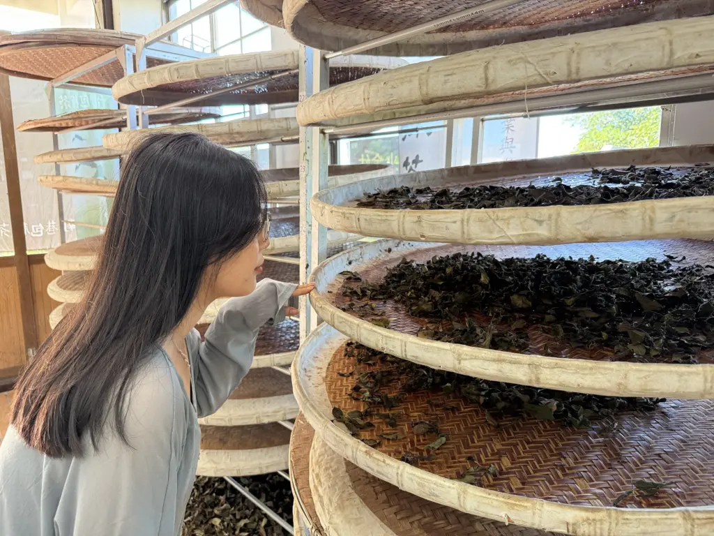 茶香漫山 南港茶山新風貌揭幕 茶香漫山 南港茶山新風貌揭幕