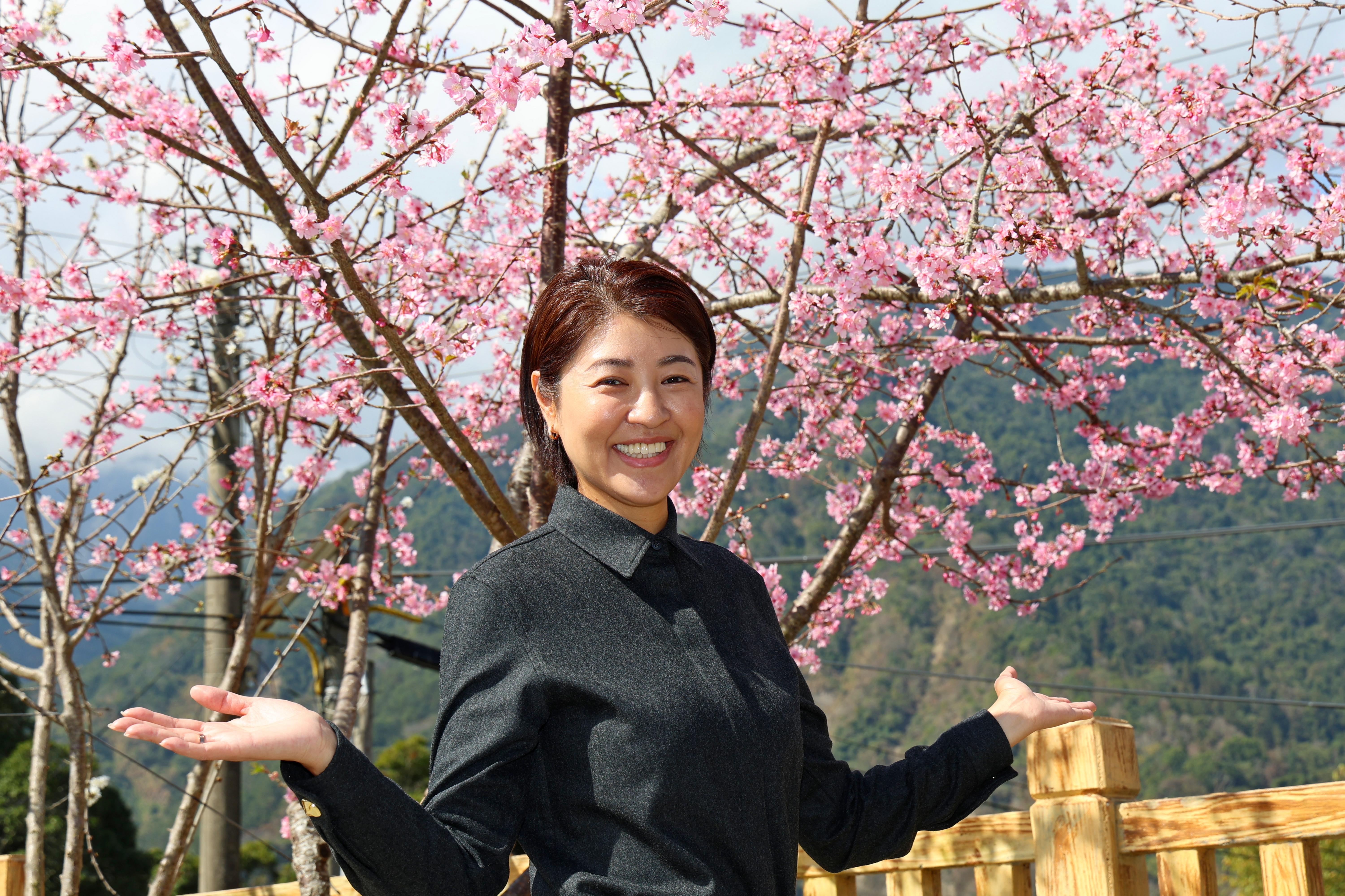 圖片-最美茶鄉櫻花季登場！信義草坪頭4,000棵櫻花迎賓 縣長許淑華邀您春節來南投賞花、泡湯、看燈會