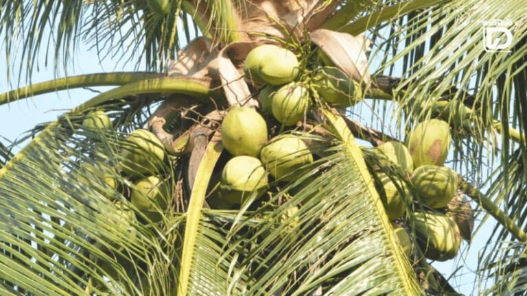 泰國推香水椰內銷穩價機制擴至零售旅遊通路