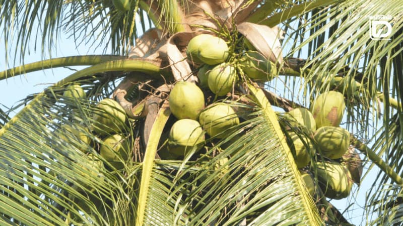 泰國推香水椰內銷穩價機制擴至零售旅遊通路 泰國香水椰進入採收期,產區椰子掛滿樹梢。泰國商務部國內貿易廳近日推動擴大內銷通路、設置銷售據點,以分散供給壓力並協助農民穩定價格。圖/翻攝自泰國《每日新聞》(Daily News)報導