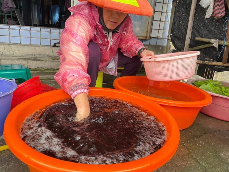 東北角海域得天獨厚的地理條件  東北角紫菜正當時