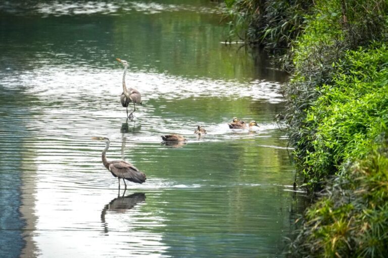 冬候鳥花嘴鴨現蹤引爆都市賞鳥熱潮