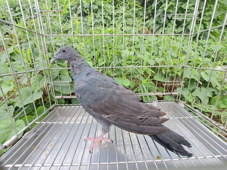 黑林鴿歷經新北動保處救治  重返天空