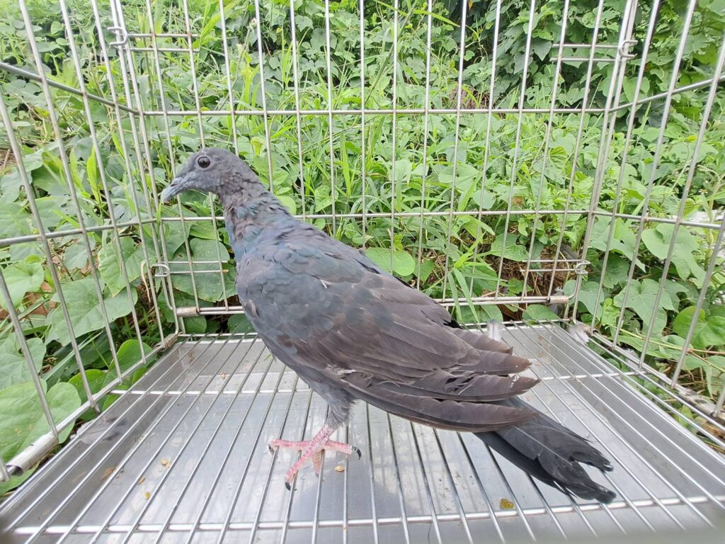 黑林鴿歷經新北動保處救治 重返天空 黑林鴿歷經新北動保處救治 重返天空