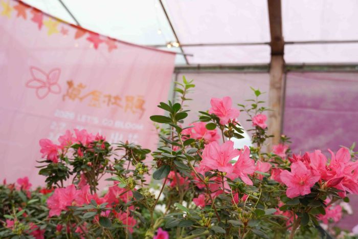 萬金杜鵑春季花展登場 侯:歡迎「馬上出發」賞花 46 《圖說》全台唯一「杜鵑美術館」將在花展期間分別展出30種特殊品種杜鵑,展現在地花農精湛的育種實力。〈農業局提供〉