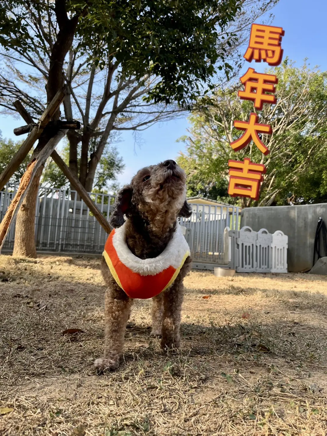 動物之家超暖心! 春節加菜過好年 陪伴一起馬上幸福 動物之家超暖心! 春節加菜過好年 陪伴一起馬上幸福