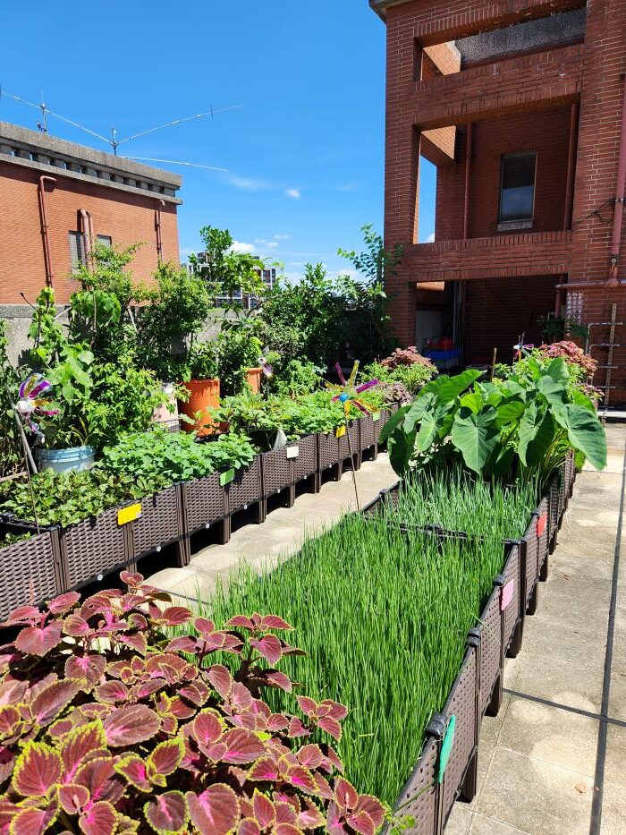 最高40萬元 新北低碳社區標章認證及改造補助啟動 17 《圖說》社區的陽台或屋頂打造小菜園,不僅能享受種植的樂趣,更能實踐低碳飲食、綠化環境。〈環保局提供〉