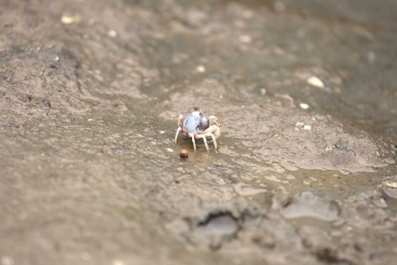 響應世界濕地日 探訪挖子尾自然保留區 17 《圖說》紅樹林做為陸地與海洋間的堅實屏障,提供野生動物棲息之處,照片為短指和尚蟹。〈農業局提供〉