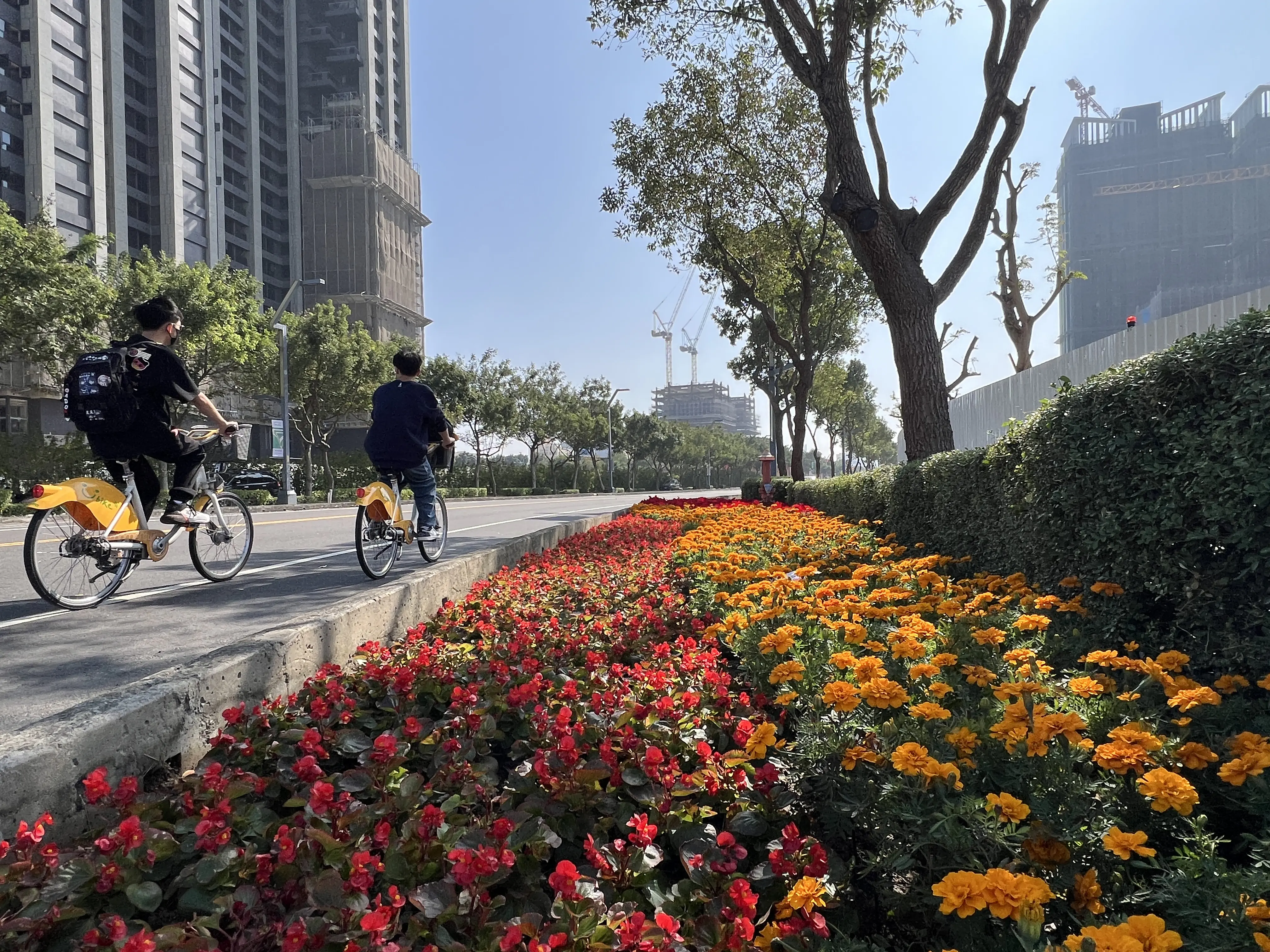 台中遍地開花迎新春! 21條道路、29處公園花海綻放 大里阿罩霧、塗城公園春意最搶眼 台中遍地開花迎新春! 21條道路、29處公園花海綻放 大里阿罩霧、塗城公園春意最搶眼