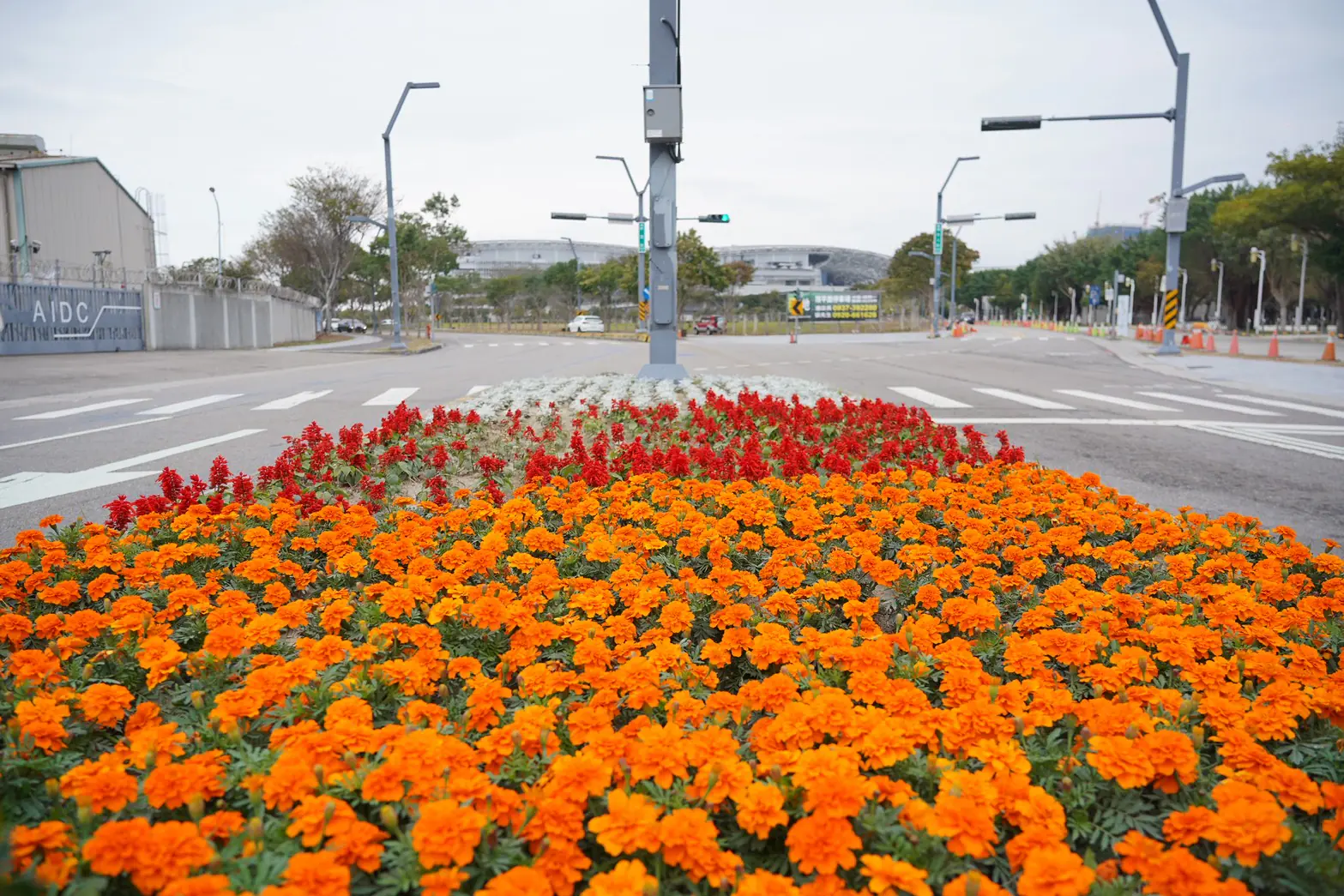 台中遍地開花迎新春! 21條道路、29處公園花海綻放 大里阿罩霧、塗城公園春意最搶眼 台中遍地開花迎新春! 21條道路、29處公園花海綻放 大里阿罩霧、塗城公園春意最搶眼