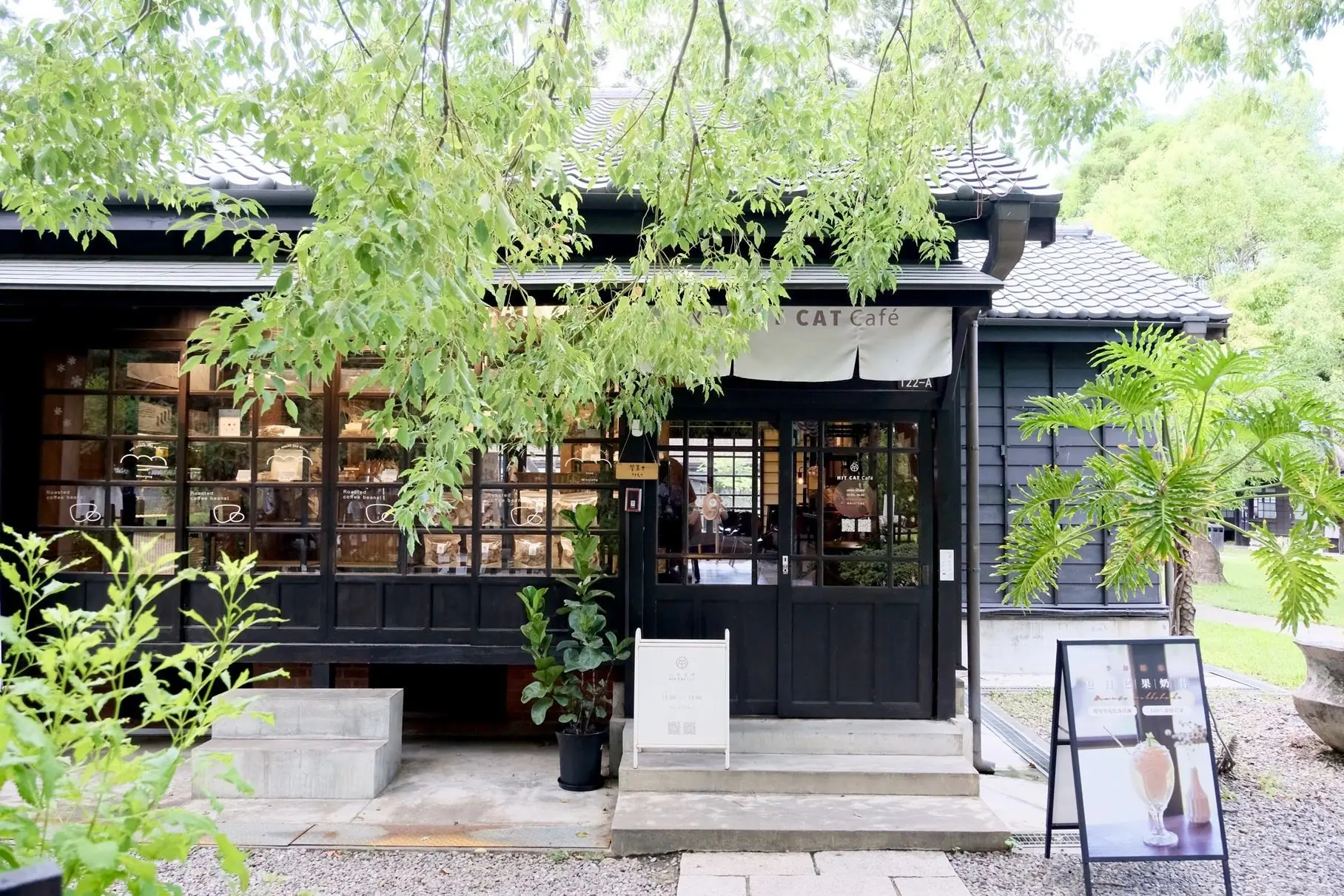 洋紅風鈴木盛開迎新春 黃花風鈴木三月接力綻放 洋紅風鈴木盛開迎新春 黃花風鈴木三月接力綻放