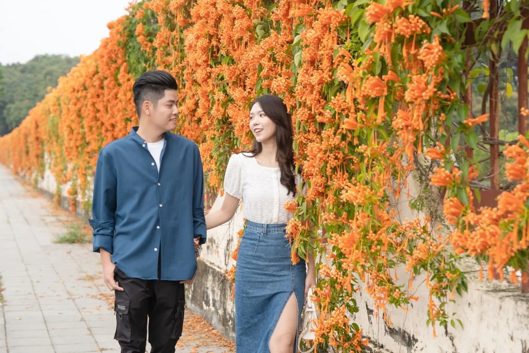 洋紅風鈴木盛開迎新春 黃花風鈴木三月接力綻放 洋紅風鈴木盛開迎新春 黃花風鈴木三月接力綻放