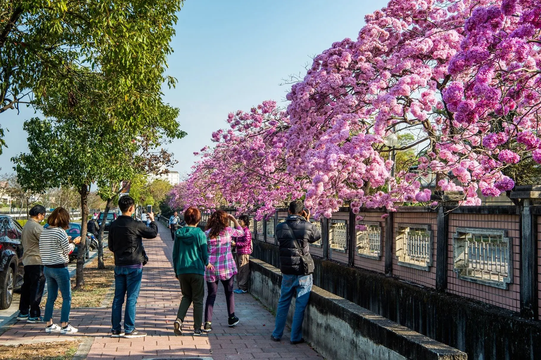 洋紅風鈴木盛開迎新春 黃花風鈴木三月接力綻放 洋紅風鈴木盛開迎新春 黃花風鈴木三月接力綻放
